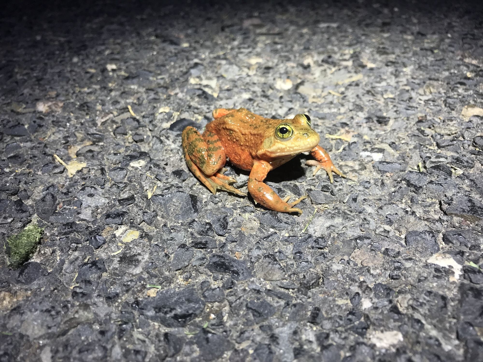Sunriver Resort Oregon Spotted Frog Safe Harbor compliance and monitoring