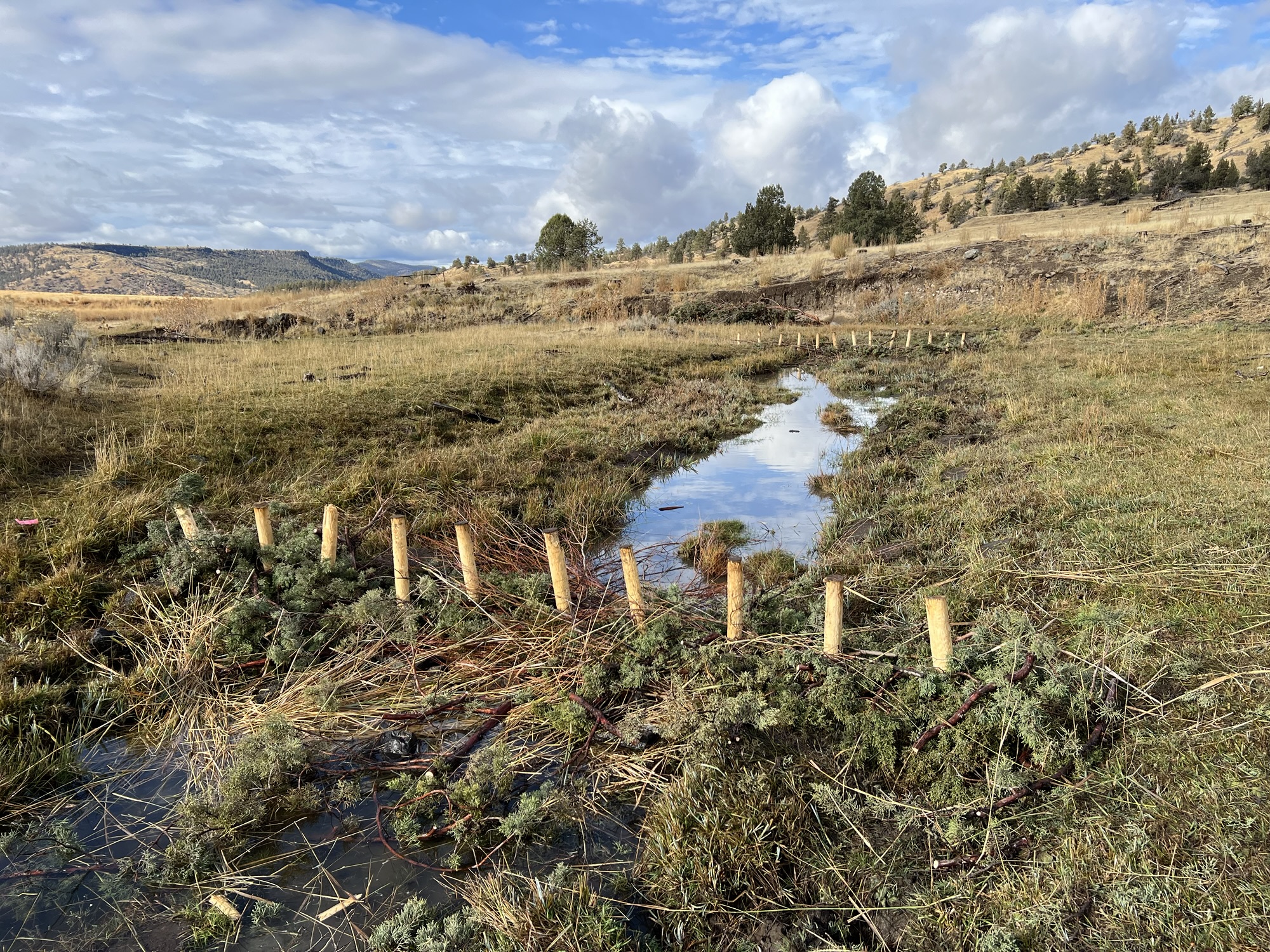 building beaver dam analogs - BDAs - in Eastern Oregon